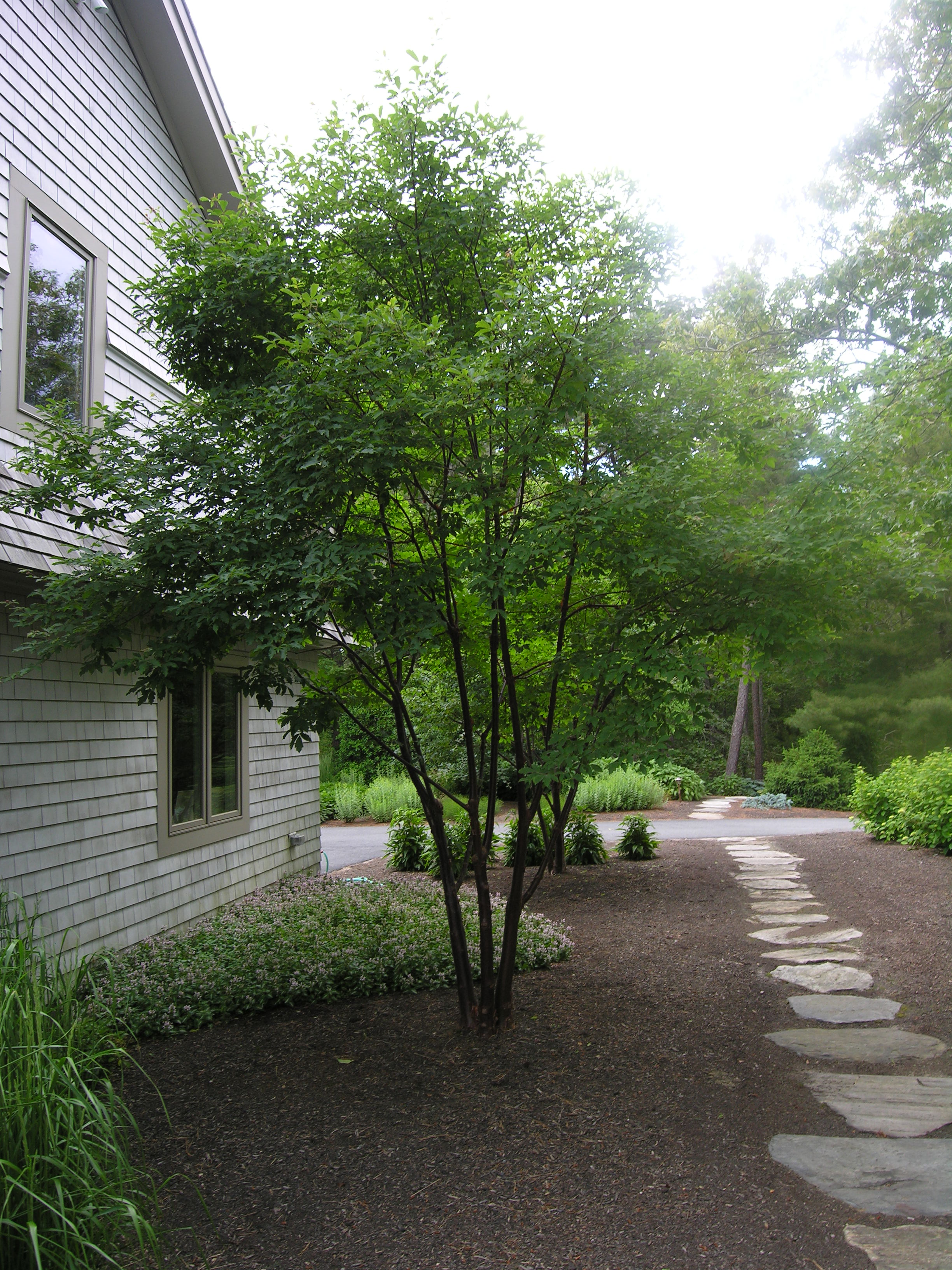 paper-bark-maple-katsura-gardens